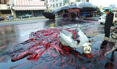 explodingwhale.jpg